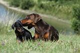 DOBERMANN 1074